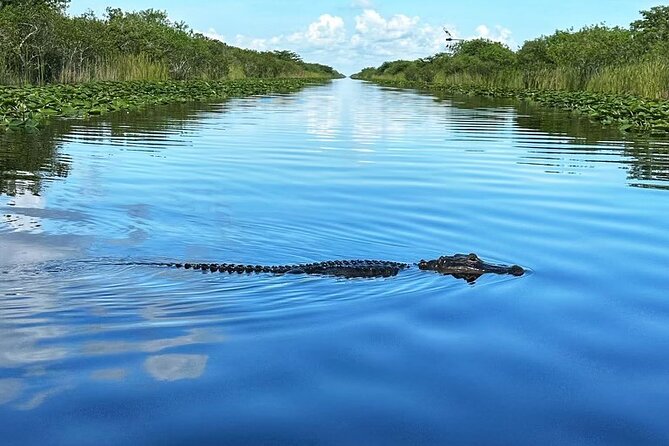 Everglades Small-Group Tour from Miami with Transportation - The 50 to 60-minute airboat ride