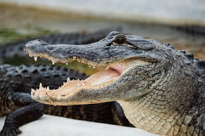Everglades VIP Airboat Tour with Transportation Included - Wildlife: Alligators, Birds, and a Little Luck