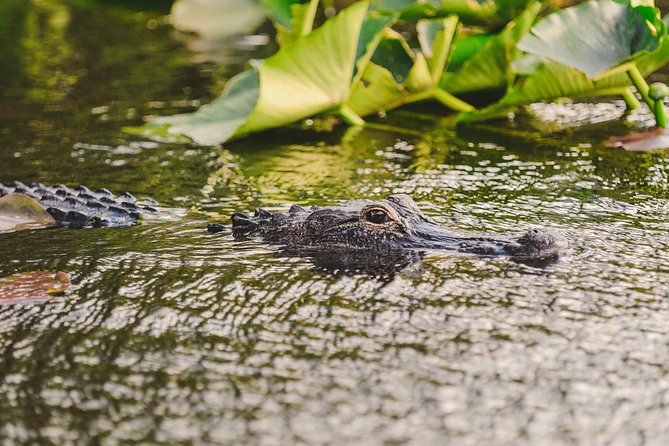 Everglades VIP Airboat Tour with Transportation Included - Weather and What To Wear