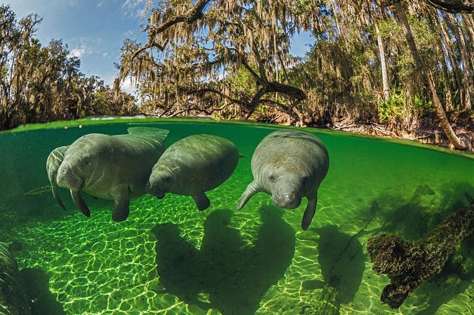 Exclusive Small Group VIP Heated Manatee Snorkel Tour - Why Crystal River is one of Florida’s best manatee spots