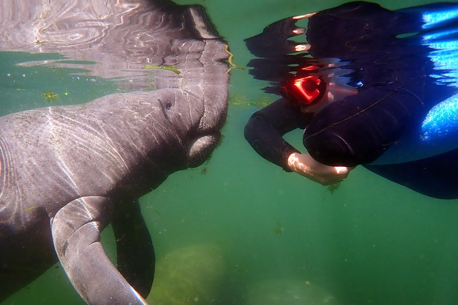 Exclusive Small Group VIP Heated Manatee Snorkel Tour - Learning passive interaction before you enter the water