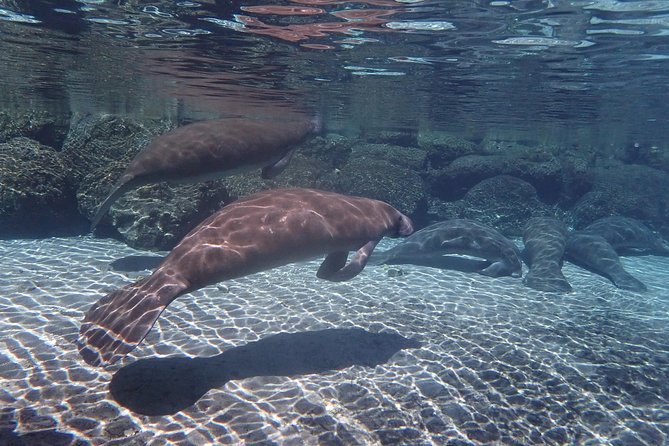 Exclusive Small Group VIP Heated Manatee Snorkel Tour - Who will enjoy this tour most