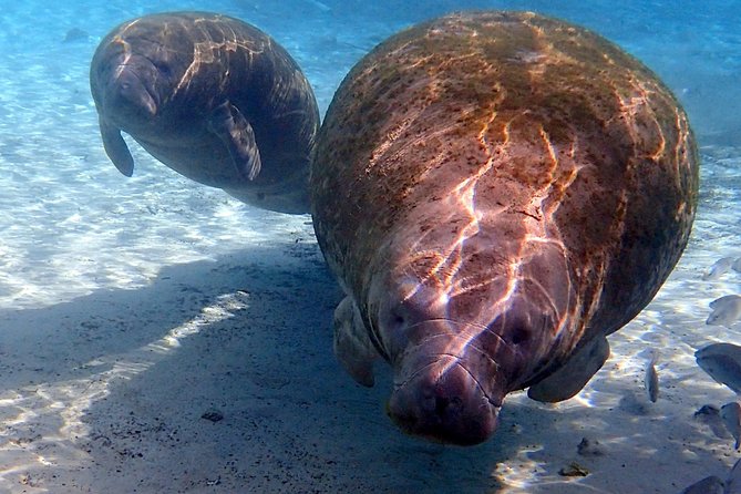 Exclusive Small Group VIP Heated Manatee Snorkel Tour - Meeting at River Ventures in Crystal River