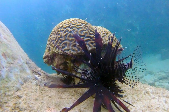 First-Time Scuba Diving in Honolulu + Free Videos - What you might see at 15 feet