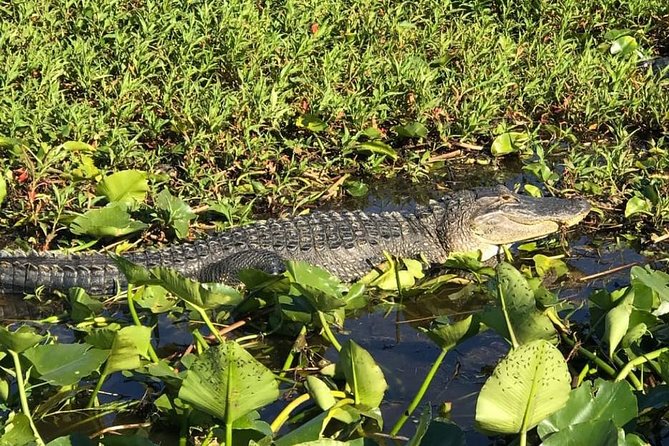 Florida Everglades Airboat Tour and Wild Florida Admission with Optional Lunch - Getting from Orlando to Kenansville