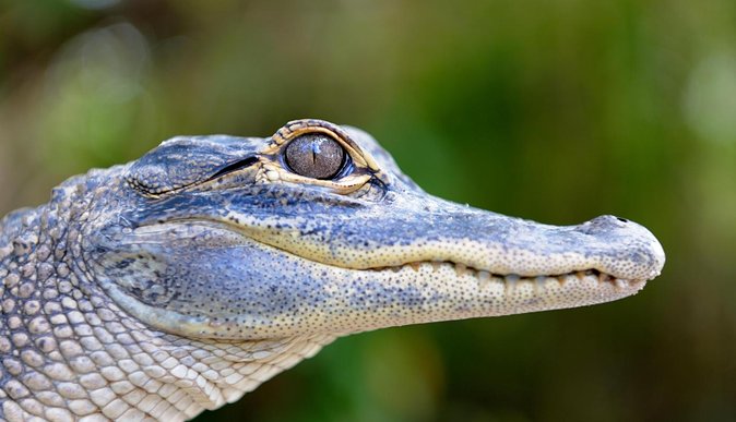 Florida Everglades Airboat Tour and Wild Florida Admission with Optional Lunch - The captains make the difference