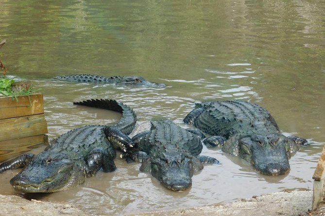 Florida Everglades Airboat Tour and Wild Florida Admission with Optional Lunch - Why the one-hour option makes sense