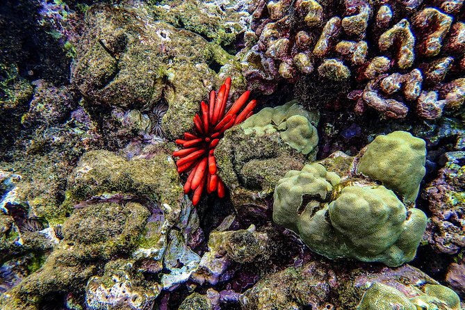 Four Winds Molokini Snorkeling Tour from Maalaea Harbor - What you may see below the surface