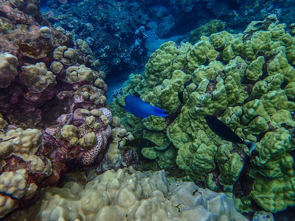 Four Winds Molokini Snorkeling Tour from Maalaea Harbor - Breakfast, lunch, and the onboard bar