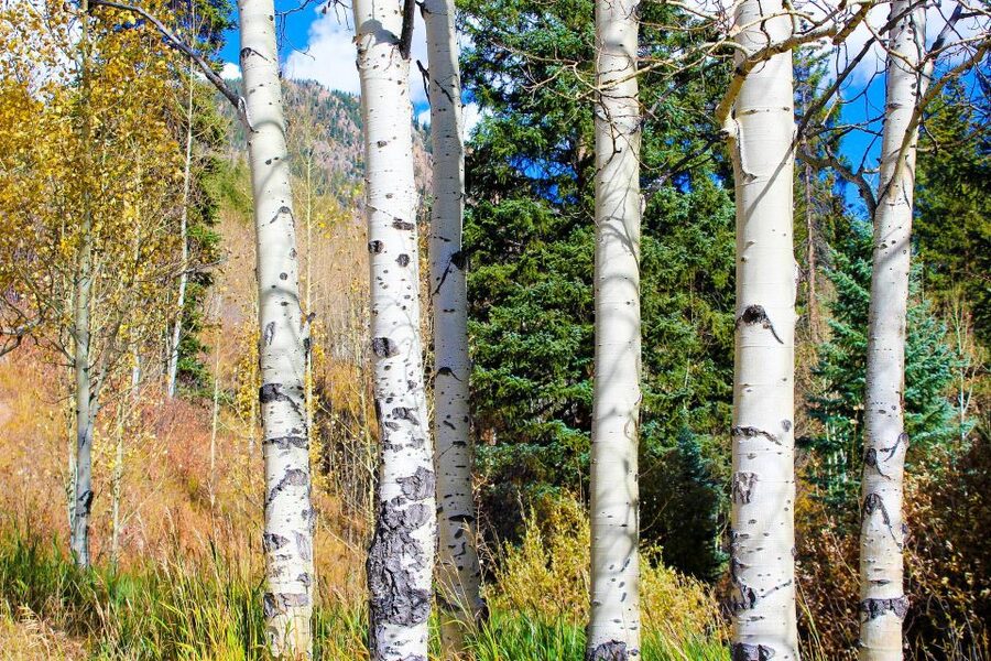 From Denver: Red Rocks, Evergreen, and Echo Lake Tour - Key points to know before you go