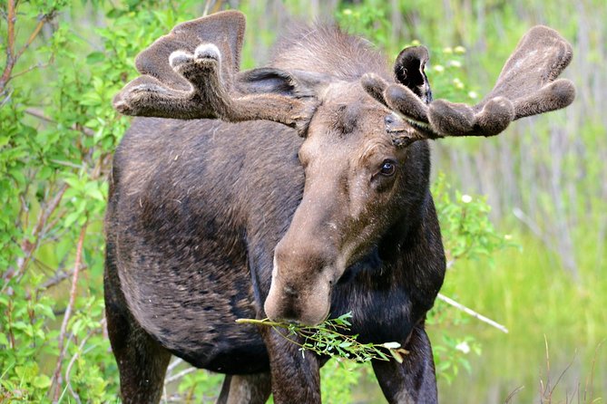 From Jackson Hole: Yellowstone Old Faithful, Waterfalls and Wildlife Day Tour - What the vehicle, lunch, and small group add