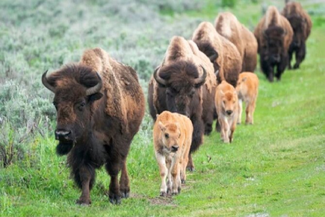 From Jackson Hole: Yellowstone Old Faithful, Waterfalls and Wildlife Day Tour - The real value of $329
