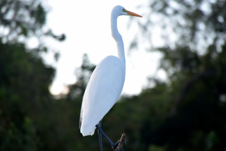 From Lafitte: Swamp Tours South of New Orleans by Airboat - The guides make or break the outing