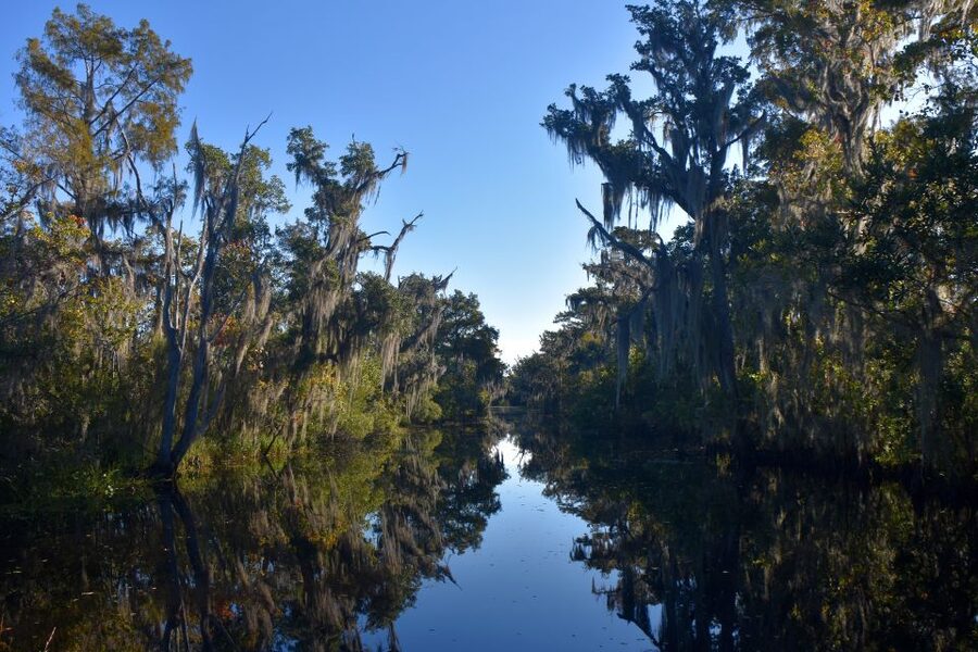 From Lafitte: Swamp Tours South of New Orleans by Airboat - Small boat or large boat?