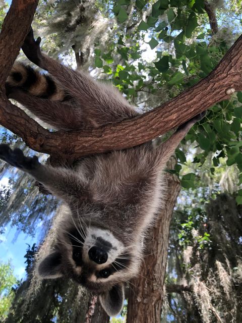 From Lafitte: Swamp Tours South of New Orleans by Airboat - Is $59 a good value?