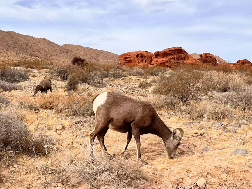 From Las Vegas: Valley of Fire State Park Guided Day Tour - Why Valley of Fire is worth leaving Las Vegas for