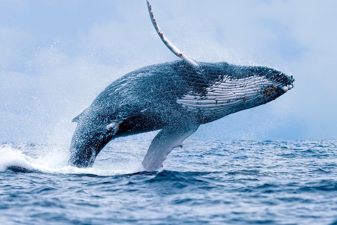 From Maalaea: Whale Watching Tour Aboard the Quicksilver - Two hours of searching, watching, and listening