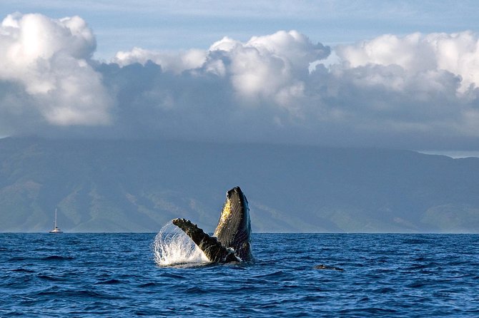 From Maalaea: Whale Watching Tour Aboard the Quicksilver - What the crew does well, and where the experience varies