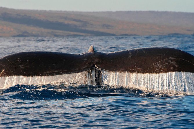 From Maalaea: Whale Watching Tour Aboard the Quicksilver - Choosing a seat for better views
