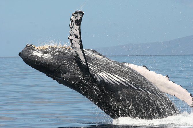 From Maalaea: Whale Watching Tour Aboard the Quicksilver - Is $49.95 a good value?
