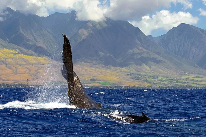 From Maalaea: Whale Watching Tour Aboard the Quicksilver - Weather, cancellations, and planning your day