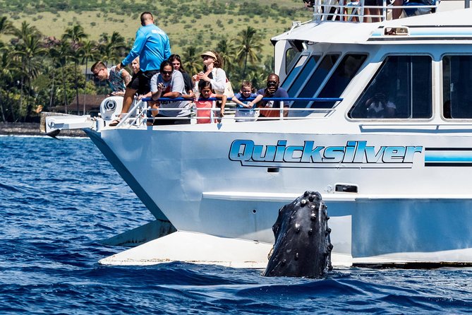 From Maalaea: Whale Watching Tour Aboard the Quicksilver - Why Maui’s December to April whale season matters