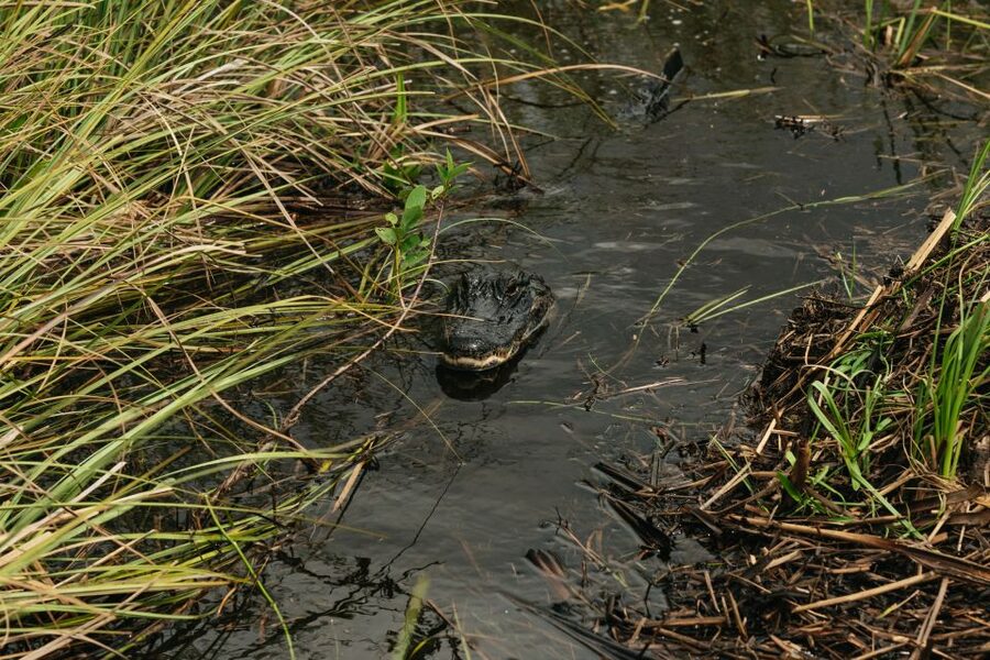 From Miami: Everglades Airboat Ride and Nature Walk - Should you book it?
