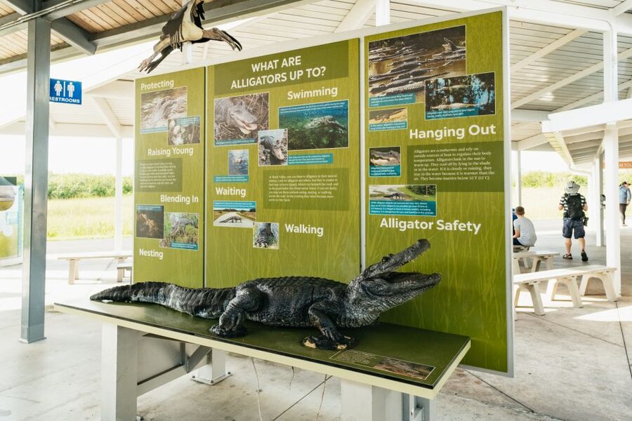 From Miami: Everglades Airboat Ride and Nature Walk - The airboat ride brings speed and open water