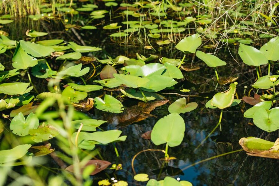 From Miami: Everglades Airboat Ride and Nature Walk - What $189 buys you