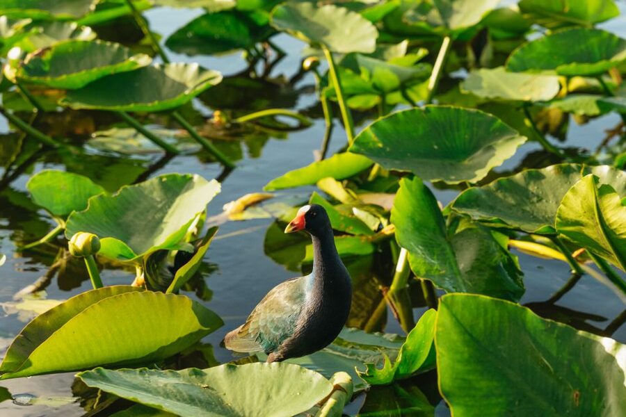 From Miami: Everglades Airboat, Wildlife Show & Bus Transfer - The return ride and the five-hour schedule