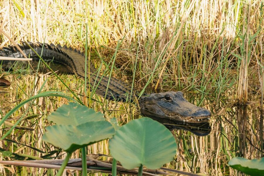 From Miami: Everglades Airboat, Wildlife Show & Bus Transfer - Practical tips for a smoother day