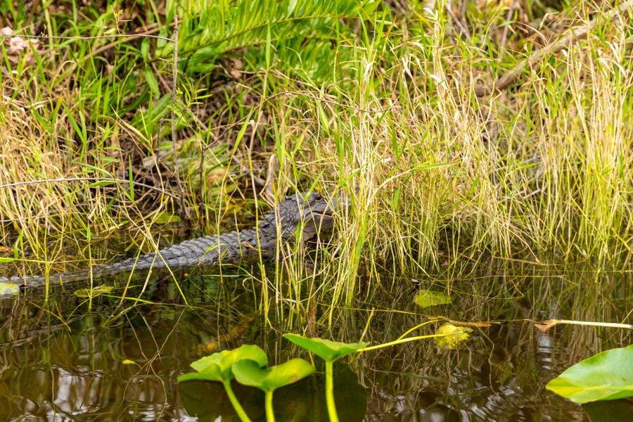 From Miami: Everglades Wildlife Show, Airboat & Bus Transfer - The full-day Miami bus tour covers a lot of ground