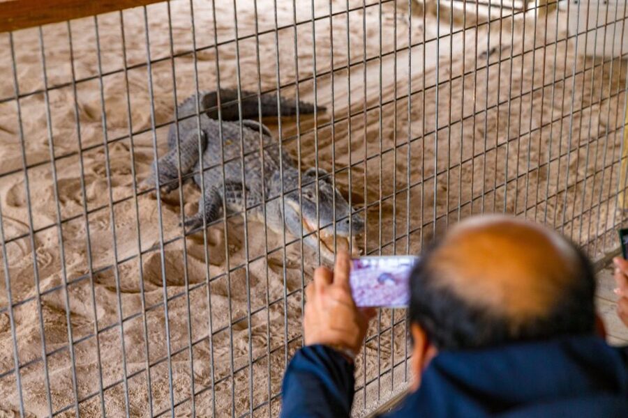 From Miami: Everglades Wildlife Show, Airboat & Bus Transfer - Is the $40 starting price good value?