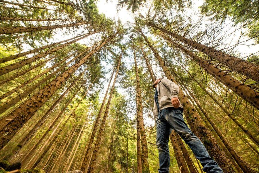 From San Francisco: Guided Muir Woods Excursion - Key points to know before booking