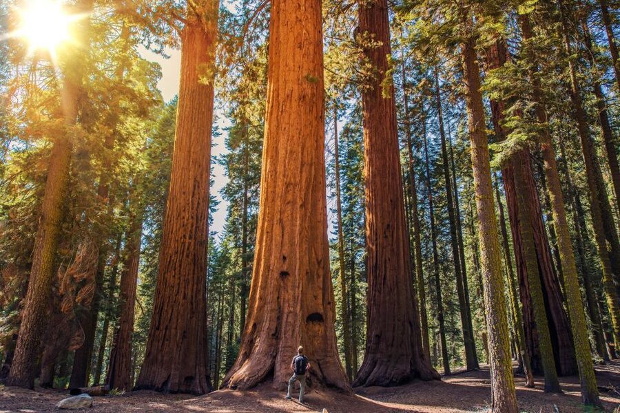 From San Francisco: Guided Muir Woods Excursion - What this $84 trip really gives you