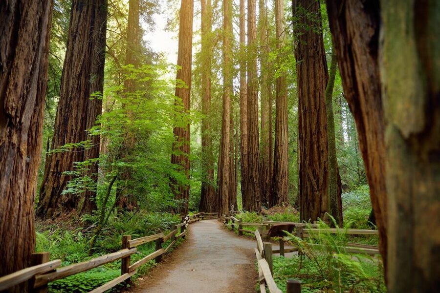 From San Francisco: Guided Muir Woods Excursion - Entering the redwood grove