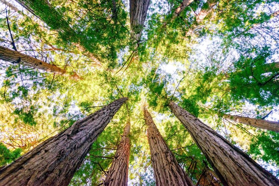From San Francisco: Guided Muir Woods Excursion - How much walking fits into 90 minutes?