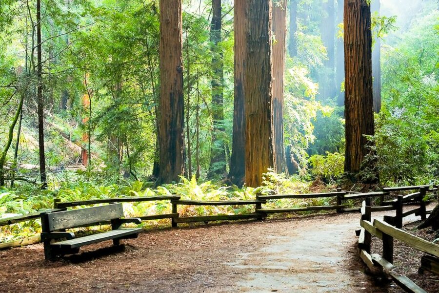 From San Francisco: Guided Muir Woods Excursion - Who should book this excursion?