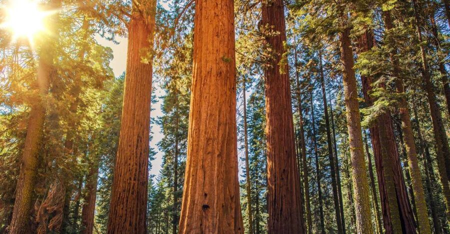 From San Francisco: Guided Muir Woods Excursion - Meeting at Jefferson and Mason Streets