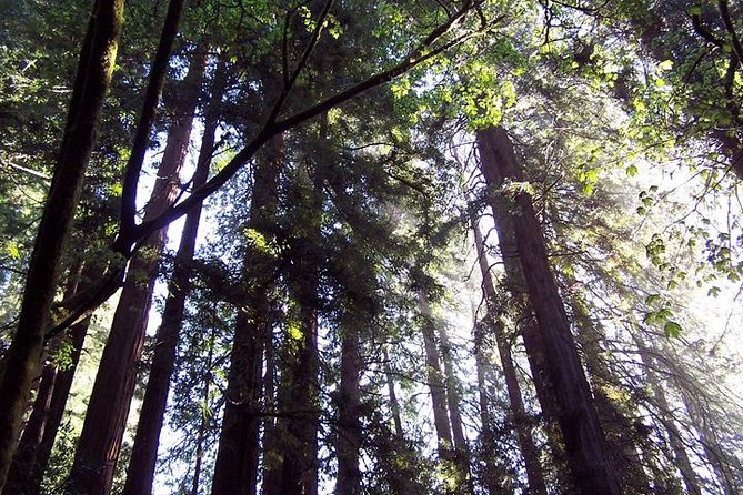 From San Francisco: Guided Tour to Muir Woods and Sausalito - Why Muir Woods makes this half-day trip worthwhile