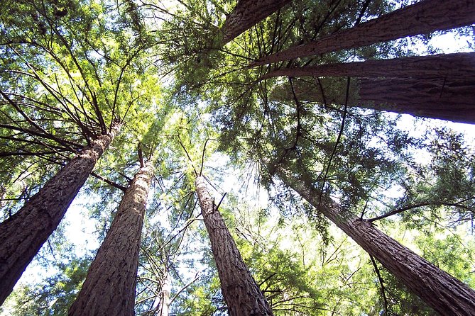 From San Francisco: Guided Tour to Muir Woods and Sausalito - Who should book this Muir Woods tour?