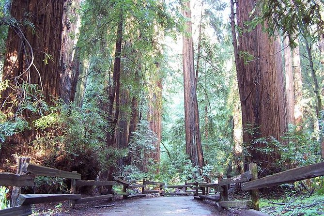 From San Francisco: Guided Tour to Muir Woods and Sausalito - The ride from Fisherman’s Wharf to the redwoods