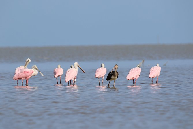 Full-Day Kayak Adventure in the Everglades - Key points before you book
