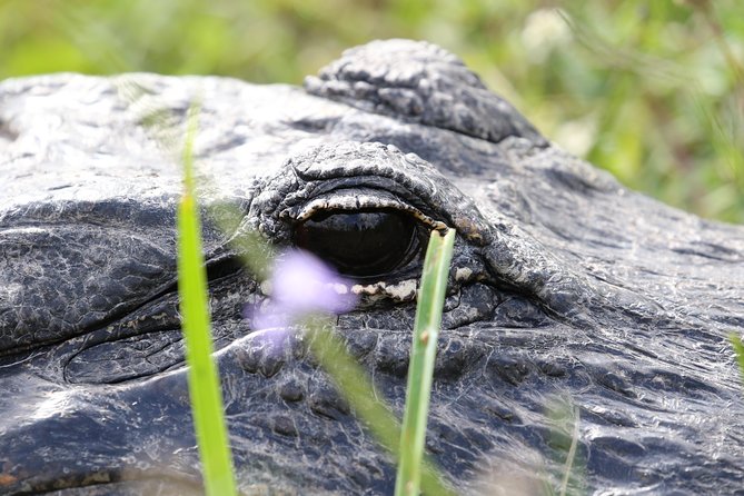 Full-Day Kayak Adventure in the Everglades - What makes this Everglades day different
