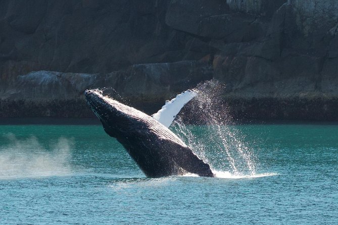 Full-Day Kenai Fjords National Park Cruise - Aialik Bay and Aialik Glacier