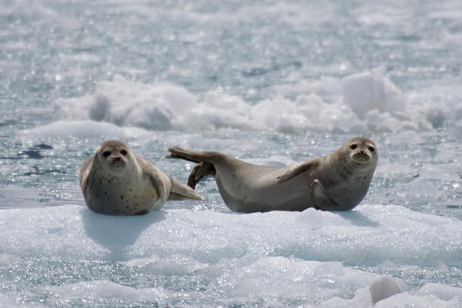 Full-Day Kenai Fjords National Park Cruise - Holgate Glacier and the floating ice