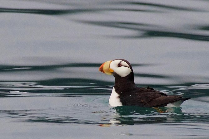 Full-Day Kenai Fjords National Park Cruise - Birds, sea lions, and the outer coast