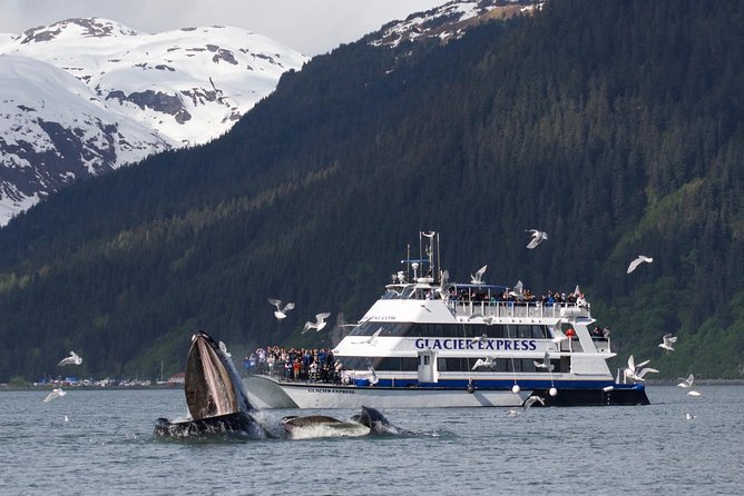 Full-Day Kenai Fjords National Park Cruise - The Gulf of Alaska is the catch