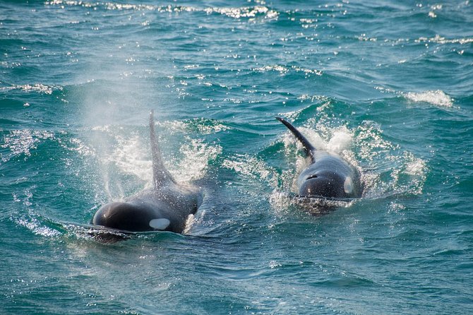 Full-Day Kenai Fjords National Park Cruise - Life onboard: seating, food, and comfort