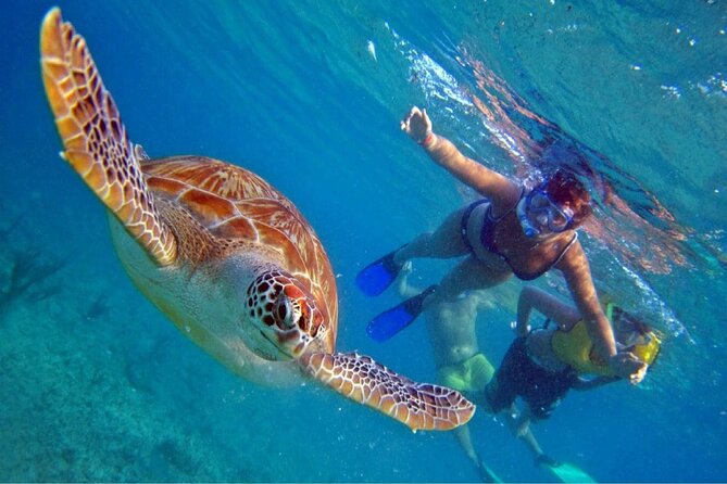 Full Day Oahu Circle Island -Turtle Beach Snorkel at North Shore - Six things to know before booking